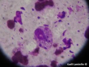 Macrophage-Leishmania protozoans