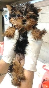 Physical examination of a Yorkie puppy at Los Angeles International Airport (Photo source)