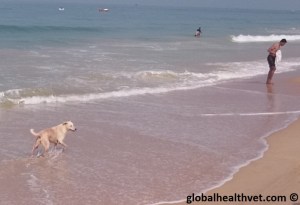 Stray dog Goa